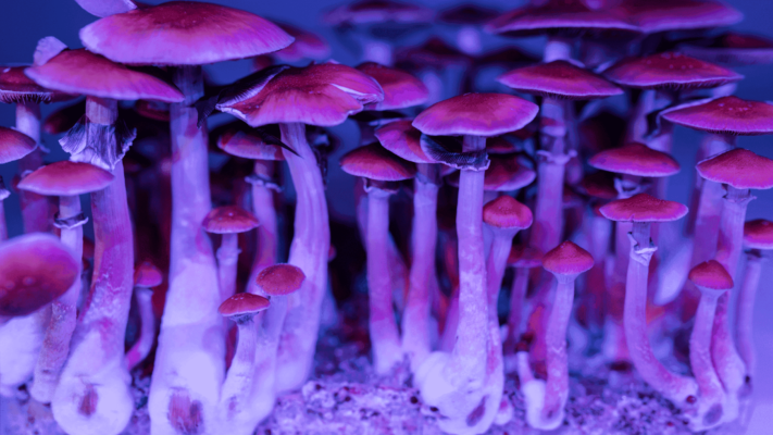 What are magic mushrooms?